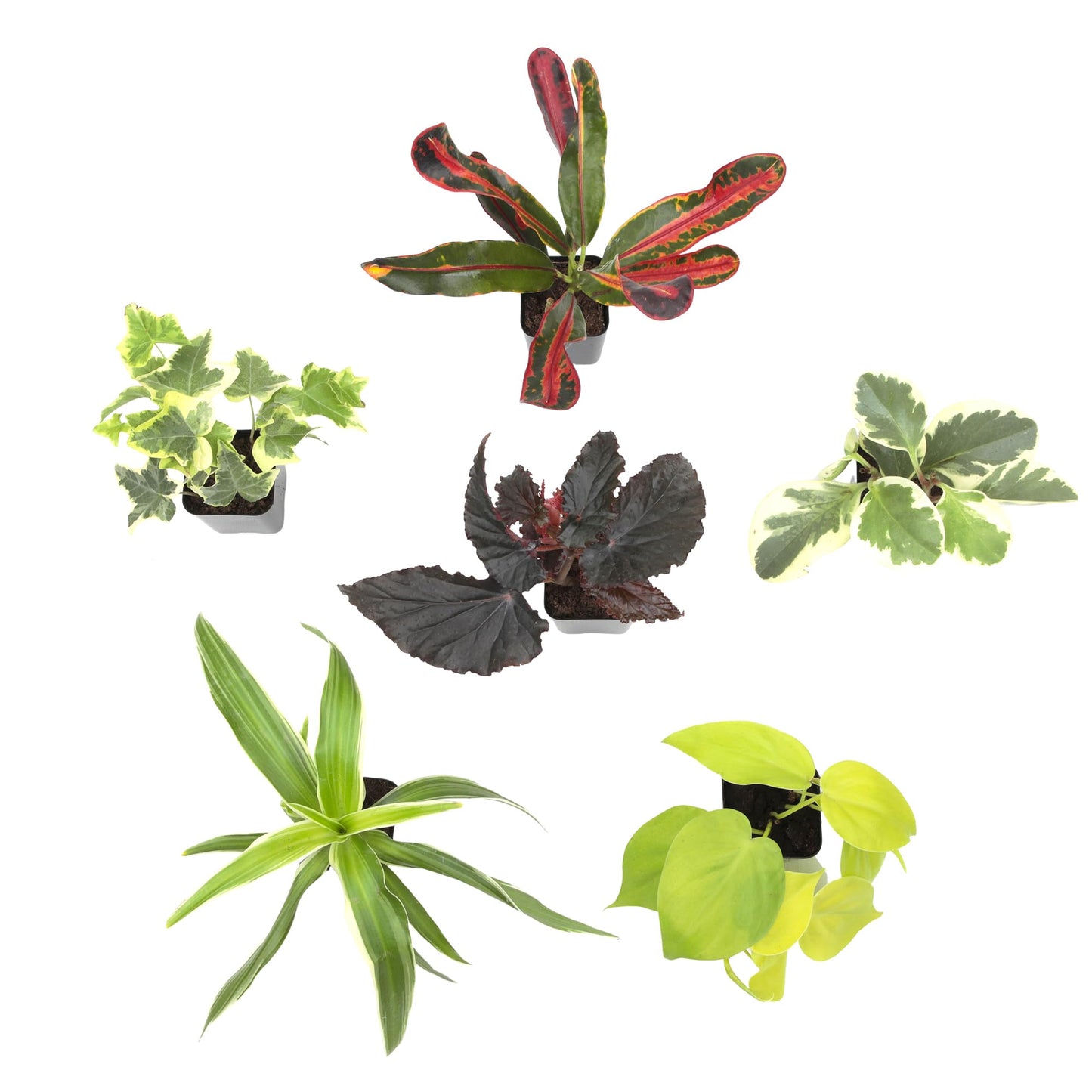 Easy to Grow Houseplants (12 Pack) Live House Plants in Plant Containers, Growers Choice Plant Set in Planters with Potting Soil Mix, Home Décor Planting Kit or Outdoor Garden Gifts by Plants for Pets