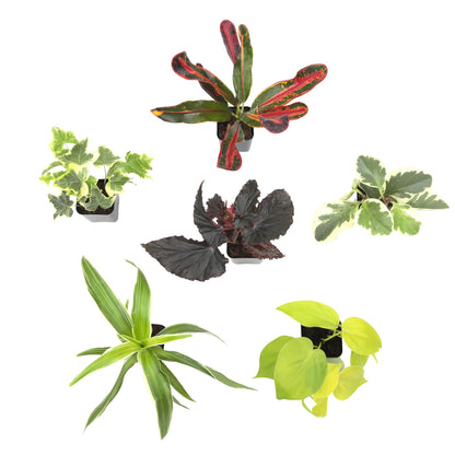 Easy to Grow Houseplants (12 Pack) Live House Plants in Plant Containers, Growers Choice Plant Set in Planters with Potting Soil Mix, Home Décor Planting Kit or Outdoor Garden Gifts by Plants for Pets
