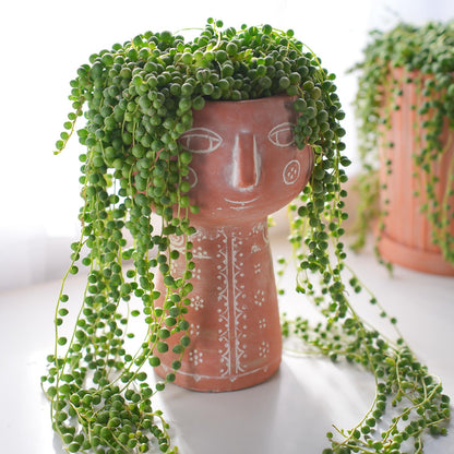 Sprout N Green 4'' Sedum lucidum Obesum, Live Succulent Fully Rooted in Pots with Soil Mix, Rare House Plant for Home Office Indoor Outdoor Wedding Decor, DIY Projects, Party Favor