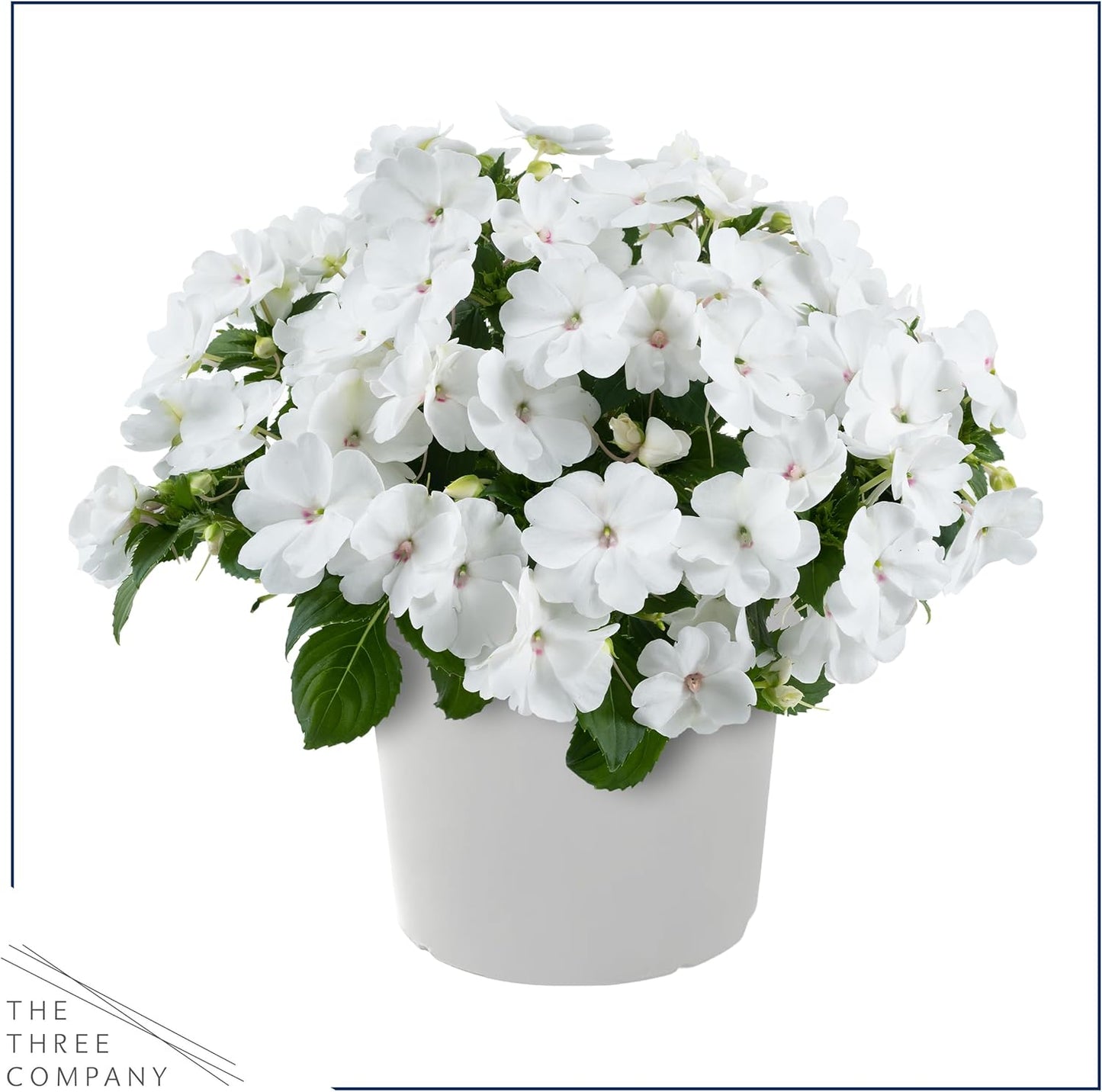 Live Flowering New Guinea Impatiens - Grower's Choice Assorted Colors (3 Plants Per Pack) - Beautiful Shade Flowers - 12" Tall by 5" Wide in 1 Qt Pot