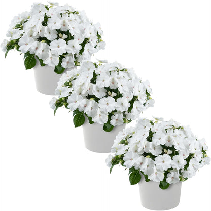 Live Flowering New Guinea Impatiens - Grower's Choice Assorted Colors (3 Plants Per Pack) - Beautiful Shade Flowers - 12" Tall by 5" Wide in 1 Qt Pot