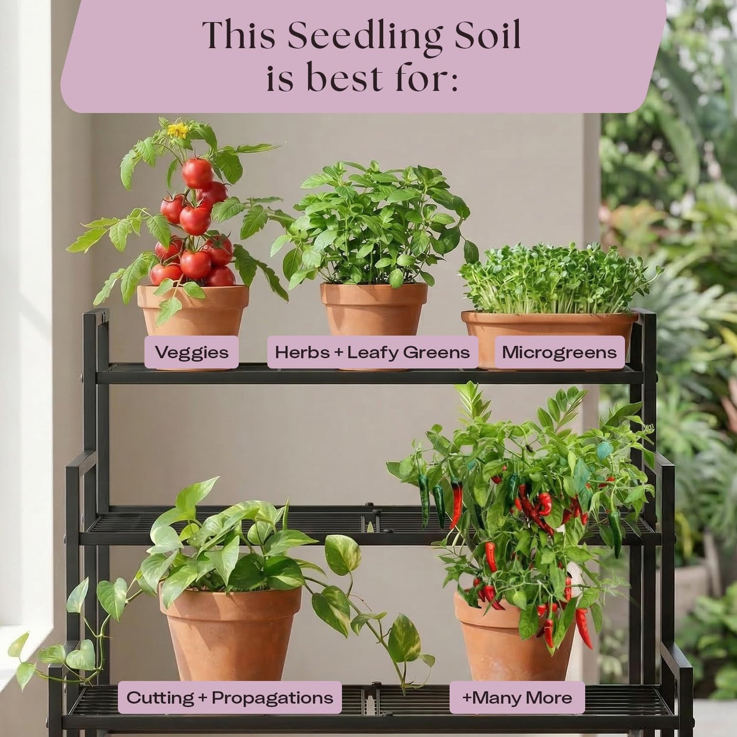 Rosy Soil Cactus Soil – Organic Succulent Potting Mix, Chunky Fast Draining, Peat-Free, Root Boosting Mix for AloeVera, Cacti, Indoor Succulents - 4qt