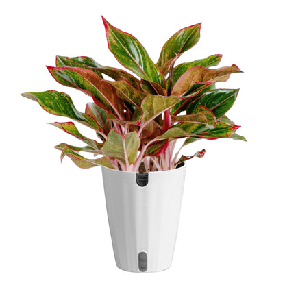 Costa Farms Chinese Evergreen Live Plant in Decorative Pot, Easy to Maintain, Air Purifying Indoor Houseplant, Home, Room, or Office Decor, House Warming or Birthday Gift, 12-18 Inches Tall
