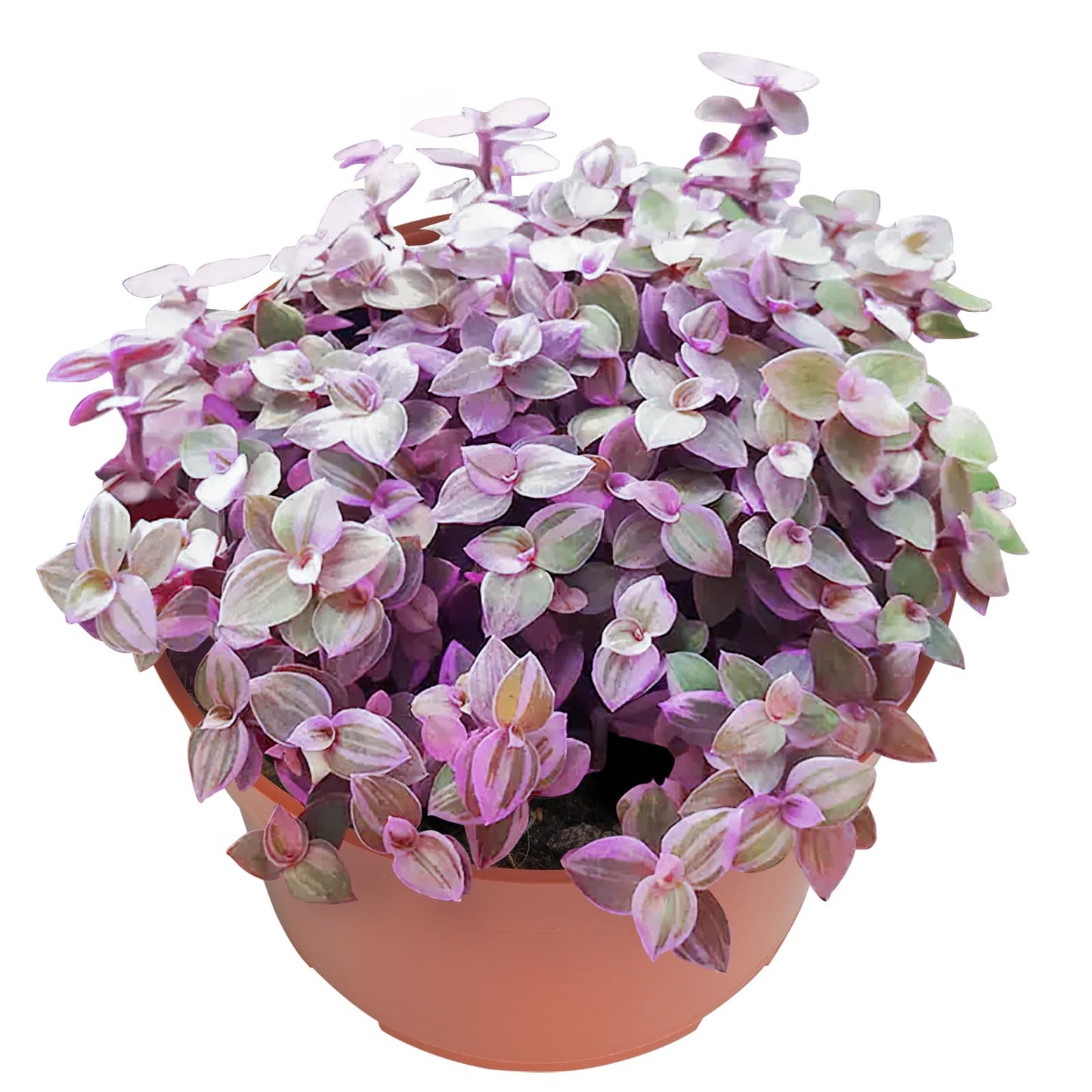 Othonna Capensis Ruby Necklace Live Succulent Plant (4-inch), Fully Rooted Trailing Houseplant for Hanging Baskets, Low Maintenance Home & Office Decor, Ideal Gift for Plant Lovers