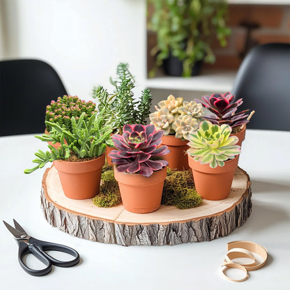Othonna Capensis Ruby Necklace Live Succulent Plant (4-inch), Fully Rooted Trailing Houseplant for Hanging Baskets, Low Maintenance Home & Office Decor, Ideal Gift for Plant Lovers