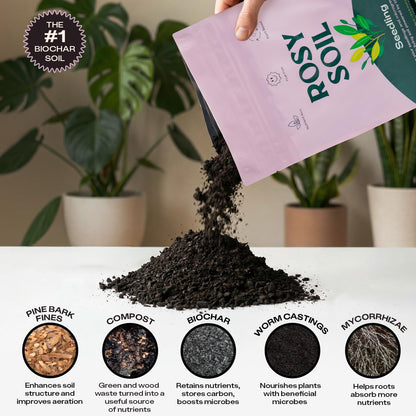 Rosy Soil Cactus Soil – Organic Succulent Potting Mix, Chunky Fast Draining, Peat-Free, Root Boosting Mix for AloeVera, Cacti, Indoor Succulents - 4qt