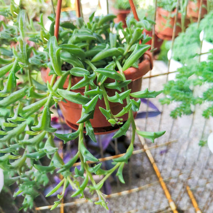 Sprout N Green 4'' Sedum lucidum Obesum, Live Succulent Fully Rooted in Pots with Soil Mix, Rare House Plant for Home Office Indoor Outdoor Wedding Decor, DIY Projects, Party Favor