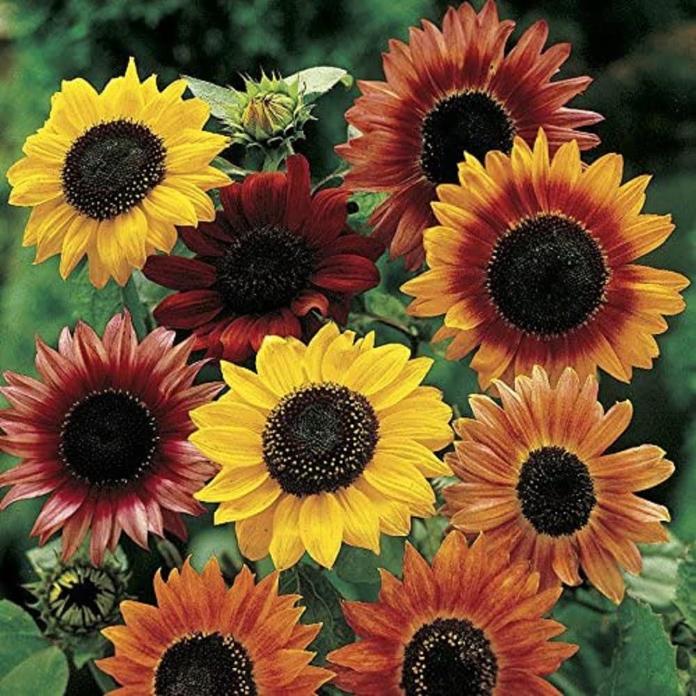 Red Sunflower Seeds for Planting - 50 Heirloom Non GMO Velvet Queen Flower Seeds Plant & Grow Home Outdoor Annual Garden - 1 Packet