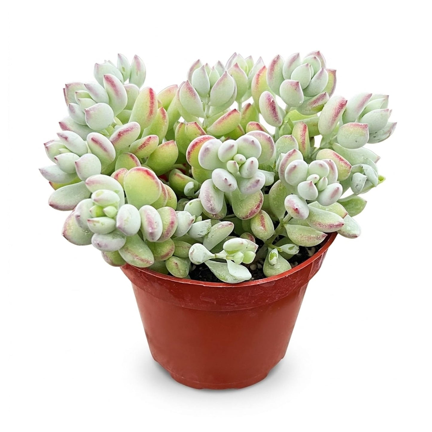 Othonna Capensis Ruby Necklace Live Succulent Plant (4-inch), Fully Rooted Trailing Houseplant for Hanging Baskets, Low Maintenance Home & Office Decor, Ideal Gift for Plant Lovers