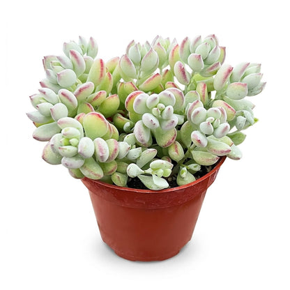 Othonna Capensis Ruby Necklace Live Succulent Plant (4-inch), Fully Rooted Trailing Houseplant for Hanging Baskets, Low Maintenance Home & Office Decor, Ideal Gift for Plant Lovers