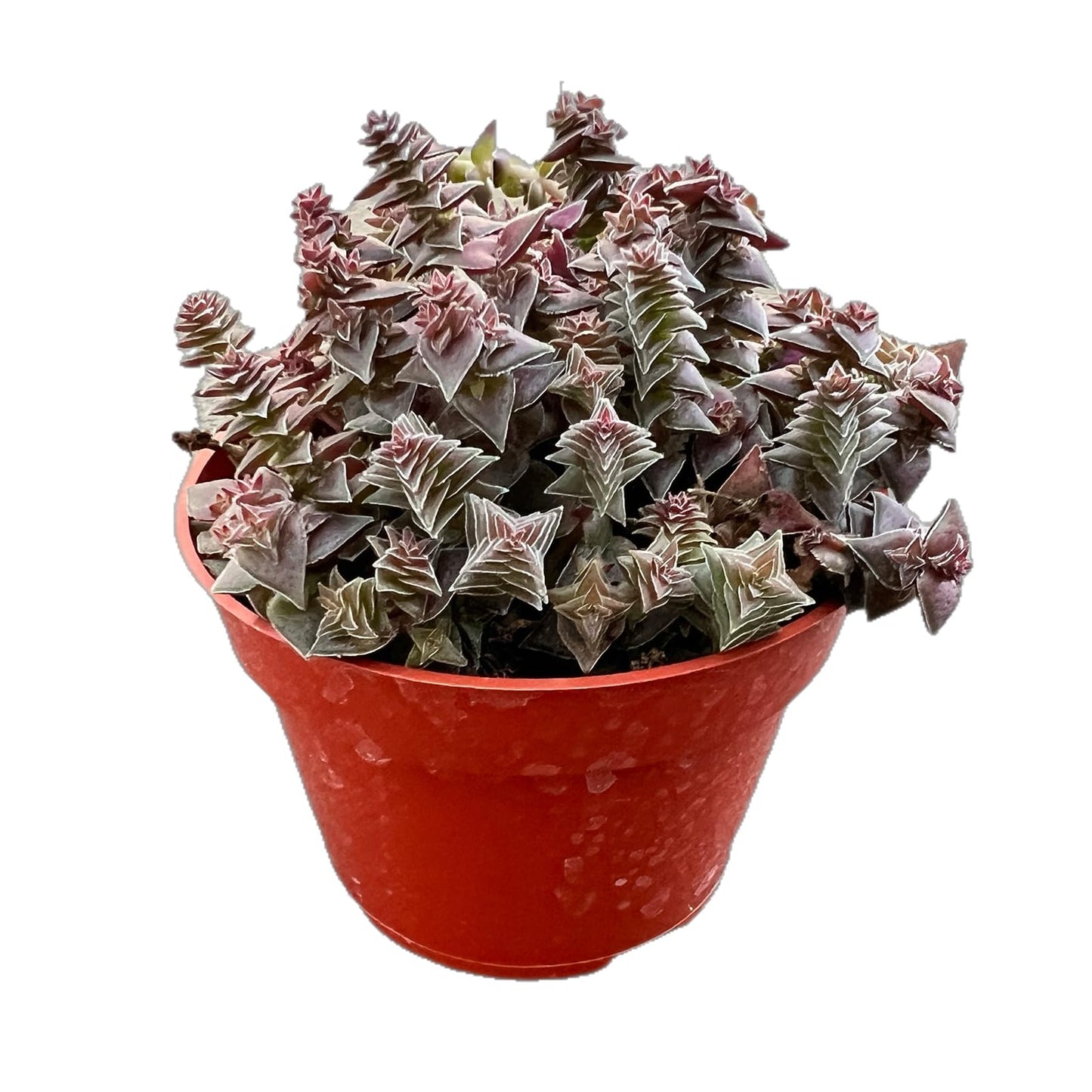 Othonna Capensis Ruby Necklace Live Succulent Plant (4-inch), Fully Rooted Trailing Houseplant for Hanging Baskets, Low Maintenance Home & Office Decor, Ideal Gift for Plant Lovers