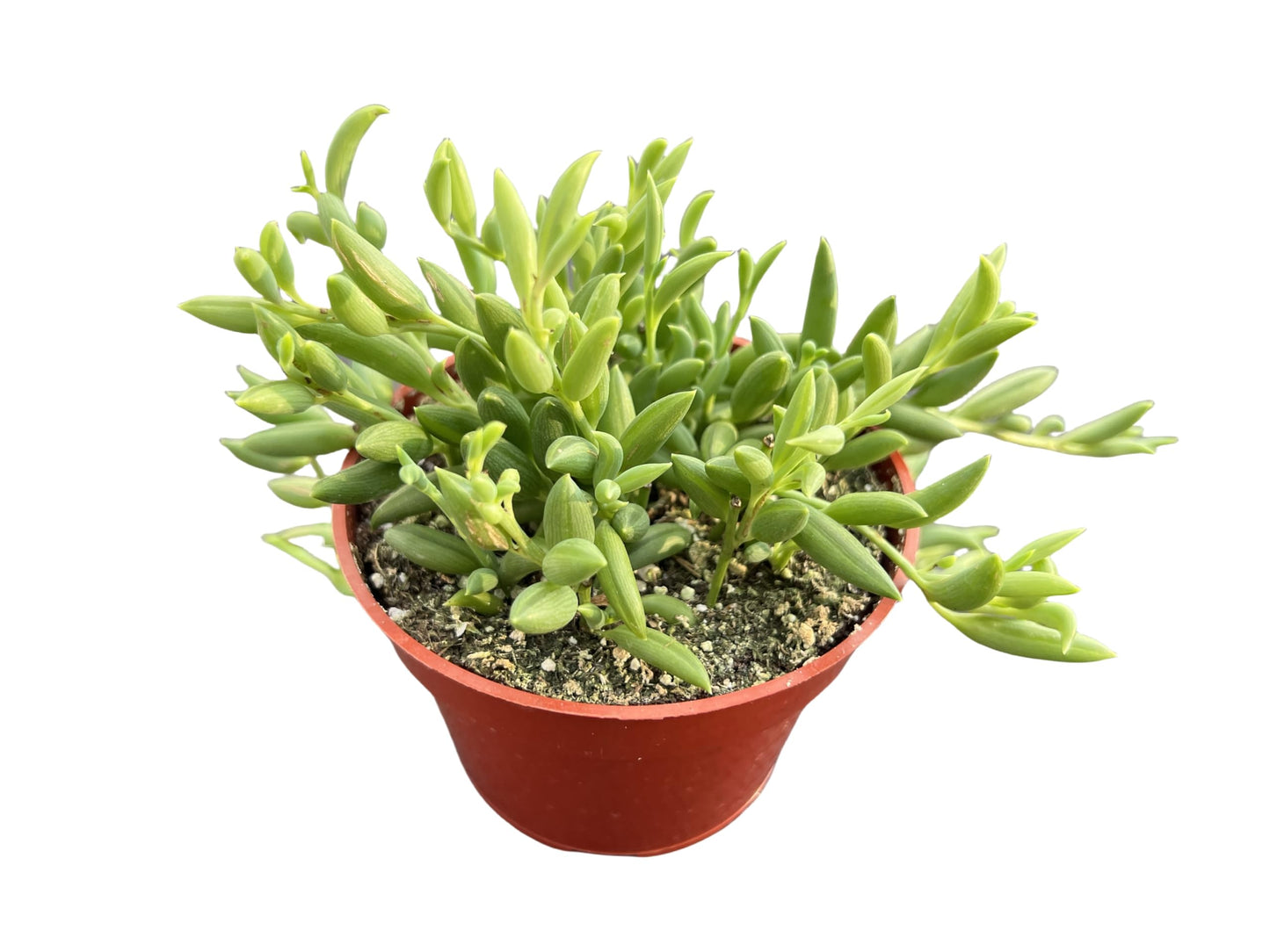Sprout N Green 4'' Sedum lucidum Obesum, Live Succulent Fully Rooted in Pots with Soil Mix, Rare House Plant for Home Office Indoor Outdoor Wedding Decor, DIY Projects, Party Favor