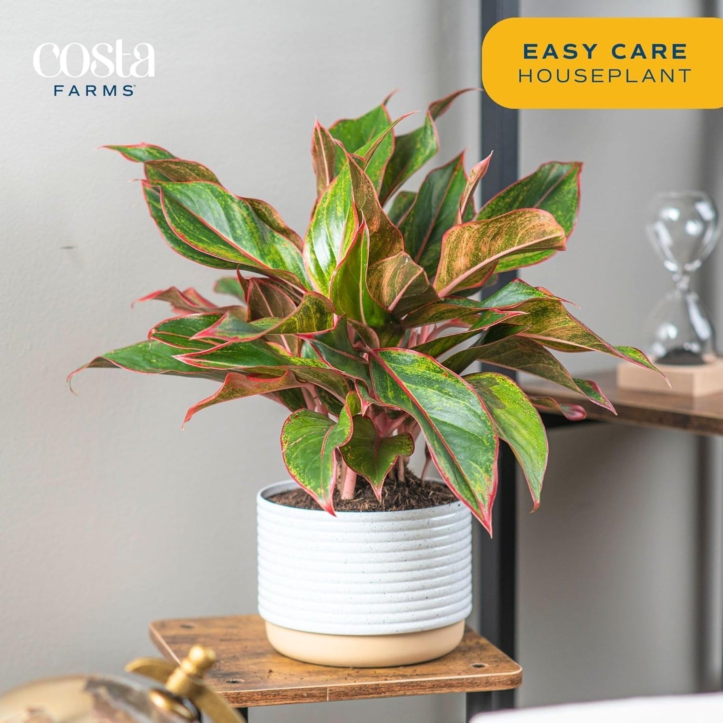 Costa Farms Chinese Evergreen Live Plant in Decorative Pot, Easy to Maintain, Air Purifying Indoor Houseplant, Home, Room, or Office Decor, House Warming or Birthday Gift, 12-18 Inches Tall