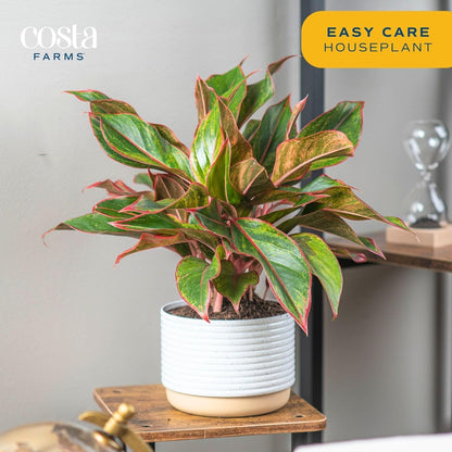 Costa Farms Chinese Evergreen Live Plant in Decorative Pot, Easy to Maintain, Air Purifying Indoor Houseplant, Home, Room, or Office Decor, House Warming or Birthday Gift, 12-18 Inches Tall