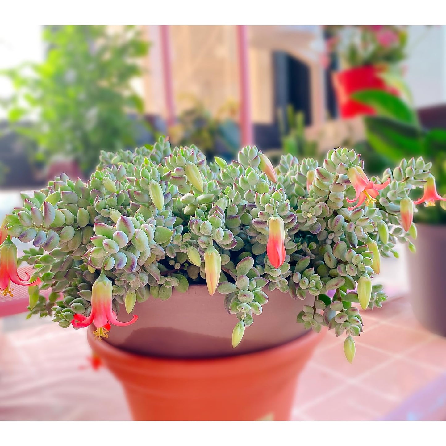 Sprout N Green 4'' Sedum lucidum Obesum, Live Succulent Fully Rooted in Pots with Soil Mix, Rare House Plant for Home Office Indoor Outdoor Wedding Decor, DIY Projects, Party Favor