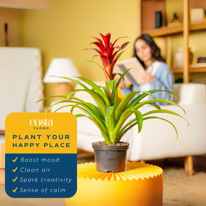 Costa Farms Bromeliad Live Plant in Decorative Pot, Flowering Indoor Houseplant, Perfect for Home, Room, or Office Decor, Great House Warming or Birthday Gift, 16-20 Inches Tall