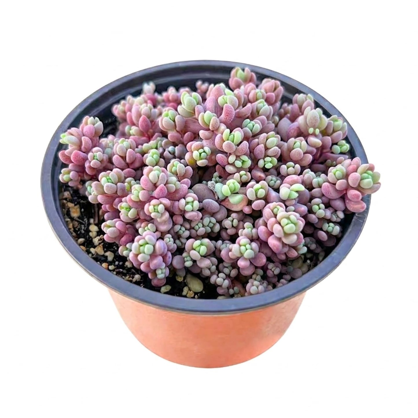 Othonna Capensis Ruby Necklace Live Succulent Plant (4-inch), Fully Rooted Trailing Houseplant for Hanging Baskets, Low Maintenance Home & Office Decor, Ideal Gift for Plant Lovers