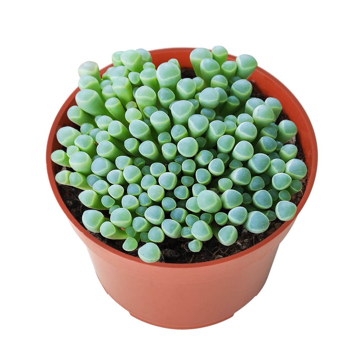 Othonna Capensis Ruby Necklace Live Succulent Plant (4-inch), Fully Rooted Trailing Houseplant for Hanging Baskets, Low Maintenance Home & Office Decor, Ideal Gift for Plant Lovers