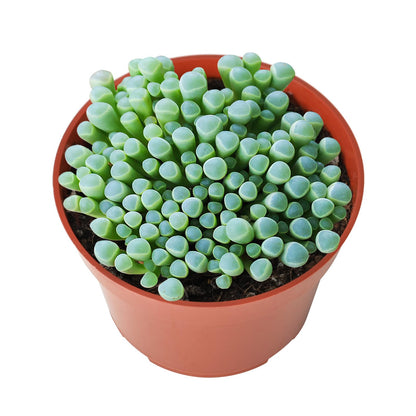 Othonna Capensis Ruby Necklace Live Succulent Plant (4-inch), Fully Rooted Trailing Houseplant for Hanging Baskets, Low Maintenance Home & Office Decor, Ideal Gift for Plant Lovers
