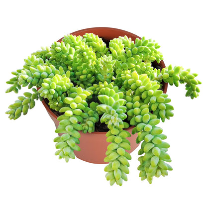 Othonna Capensis Ruby Necklace Live Succulent Plant (4-inch), Fully Rooted Trailing Houseplant for Hanging Baskets, Low Maintenance Home & Office Decor, Ideal Gift for Plant Lovers