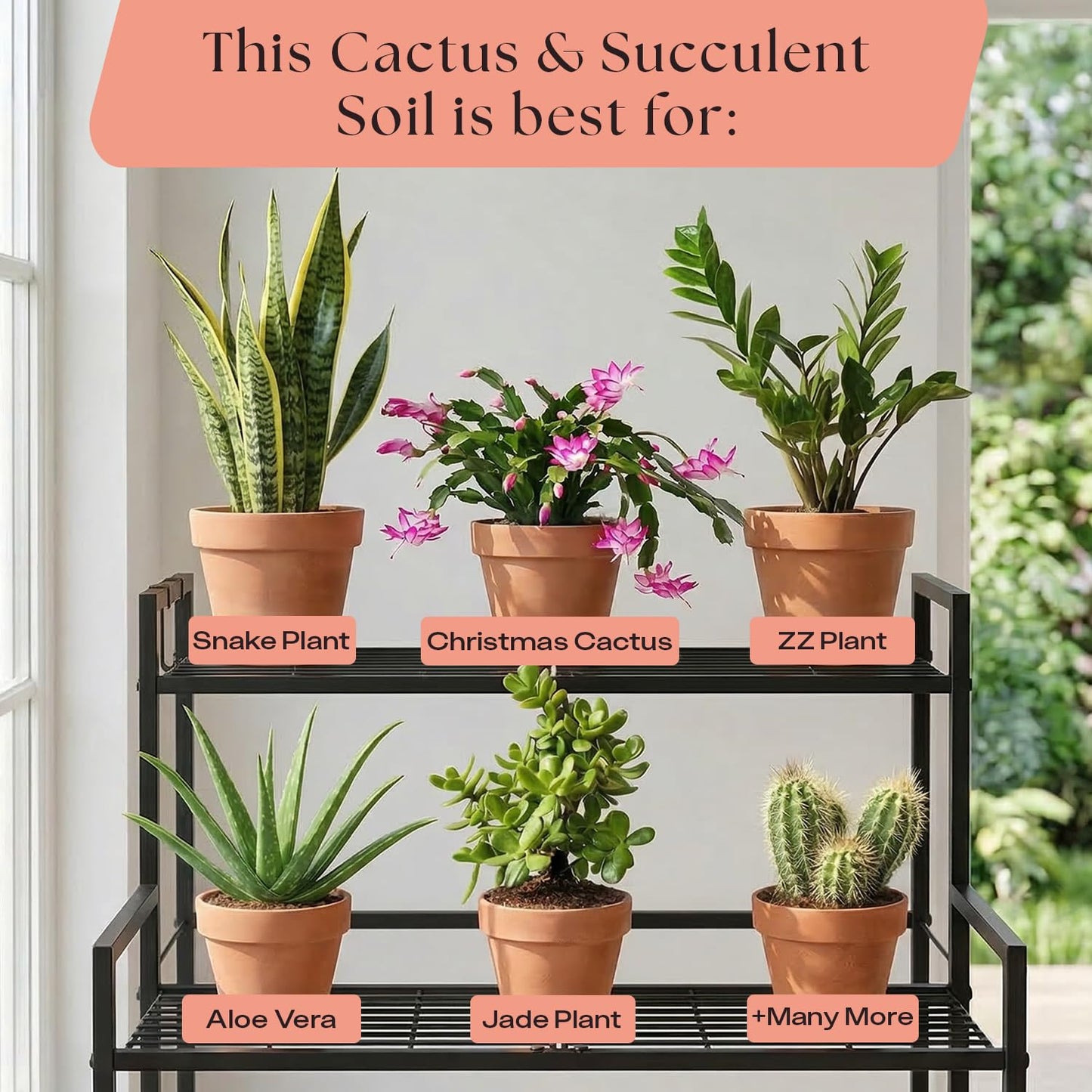 Rosy Soil Cactus Soil – Organic Succulent Potting Mix, Chunky Fast Draining, Peat-Free, Root Boosting Mix for AloeVera, Cacti, Indoor Succulents - 4qt
