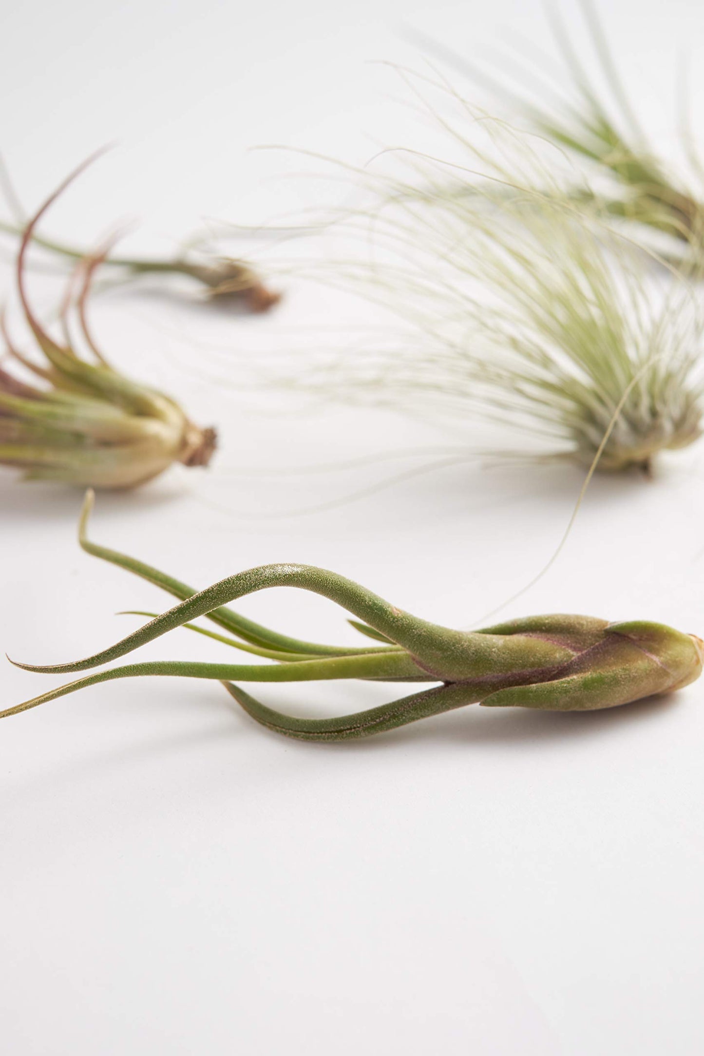 Shop Succulents | Assorted Collection of Tropical Tillandsia Air Plant Kit, Hand Selected Variety Pack | Collection of 12