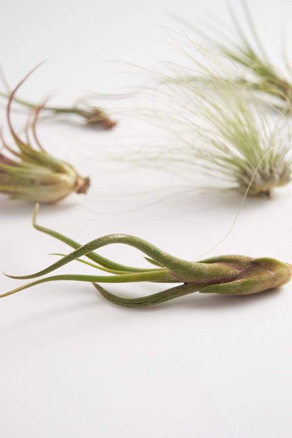 Shop Succulents | Assorted Collection of Tropical Tillandsia Air Plant Kit, Hand Selected Variety Pack | Collection of 12
