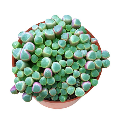 Sprout N Green 4'' Sedum lucidum Obesum, Live Succulent Fully Rooted in Pots with Soil Mix, Rare House Plant for Home Office Indoor Outdoor Wedding Decor, DIY Projects, Party Favor