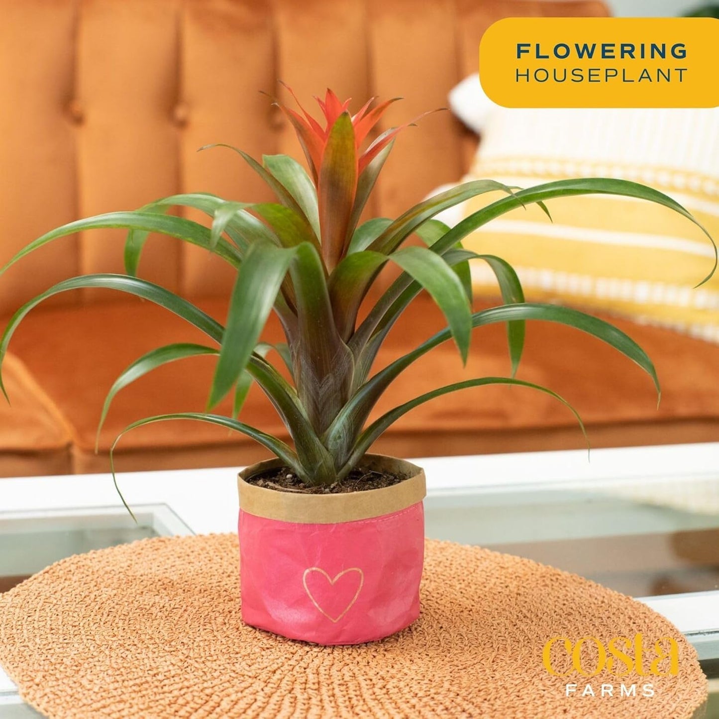Costa Farms Bromeliad Live Plant in Decorative Pot, Flowering Indoor Houseplant, Perfect for Home, Room, or Office Decor, Great House Warming or Birthday Gift, 16-20 Inches Tall