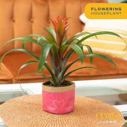 Costa Farms Bromeliad Live Plant in Decorative Pot, Flowering Indoor Houseplant, Perfect for Home, Room, or Office Decor, Great House Warming or Birthday Gift, 16-20 Inches Tall