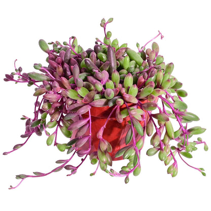 Sprout N Green 4'' Sedum lucidum Obesum, Live Succulent Fully Rooted in Pots with Soil Mix, Rare House Plant for Home Office Indoor Outdoor Wedding Decor, DIY Projects, Party Favor