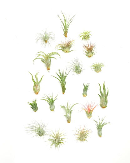 Shop Succulents | Assorted Collection of Tropical Tillandsia Air Plant Kit, Hand Selected Variety Pack | Collection of 12