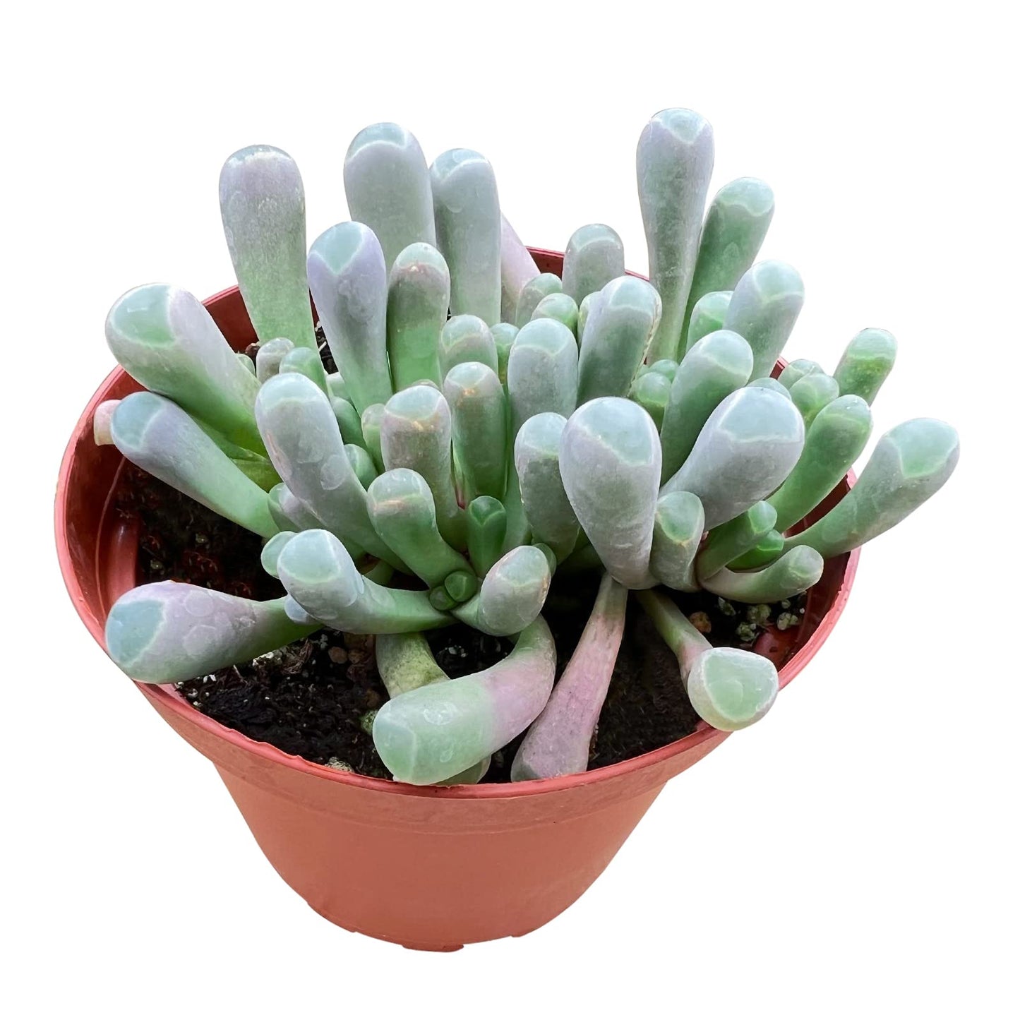 Sprout N Green 4'' Sedum lucidum Obesum, Live Succulent Fully Rooted in Pots with Soil Mix, Rare House Plant for Home Office Indoor Outdoor Wedding Decor, DIY Projects, Party Favor