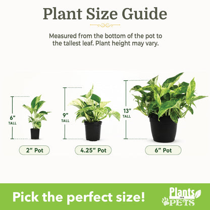 Easy to Grow Houseplants (12 Pack) Live House Plants in Plant Containers, Growers Choice Plant Set in Planters with Potting Soil Mix, Home Décor Planting Kit or Outdoor Garden Gifts by Plants for Pets