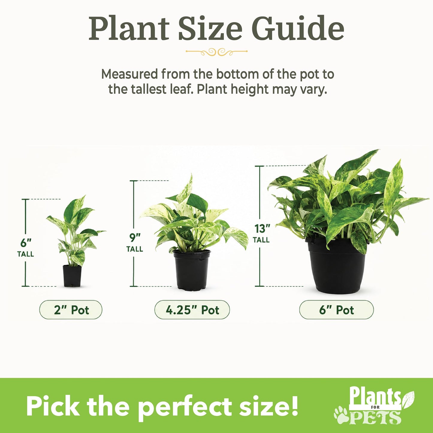 Easy to Grow Houseplants (12 Pack) Live House Plants in Plant Containers, Growers Choice Plant Set in Planters with Potting Soil Mix, Home Décor Planting Kit or Outdoor Garden Gifts by Plants for Pets