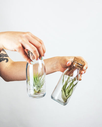 Shop Succulents | Assorted Collection of Tropical Tillandsia Air Plant Kit, Hand Selected Variety Pack | Collection of 12