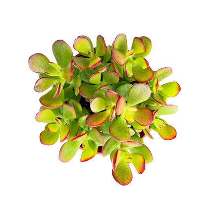 Sprout N Green 4'' Sedum lucidum Obesum, Live Succulent Fully Rooted in Pots with Soil Mix, Rare House Plant for Home Office Indoor Outdoor Wedding Decor, DIY Projects, Party Favor
