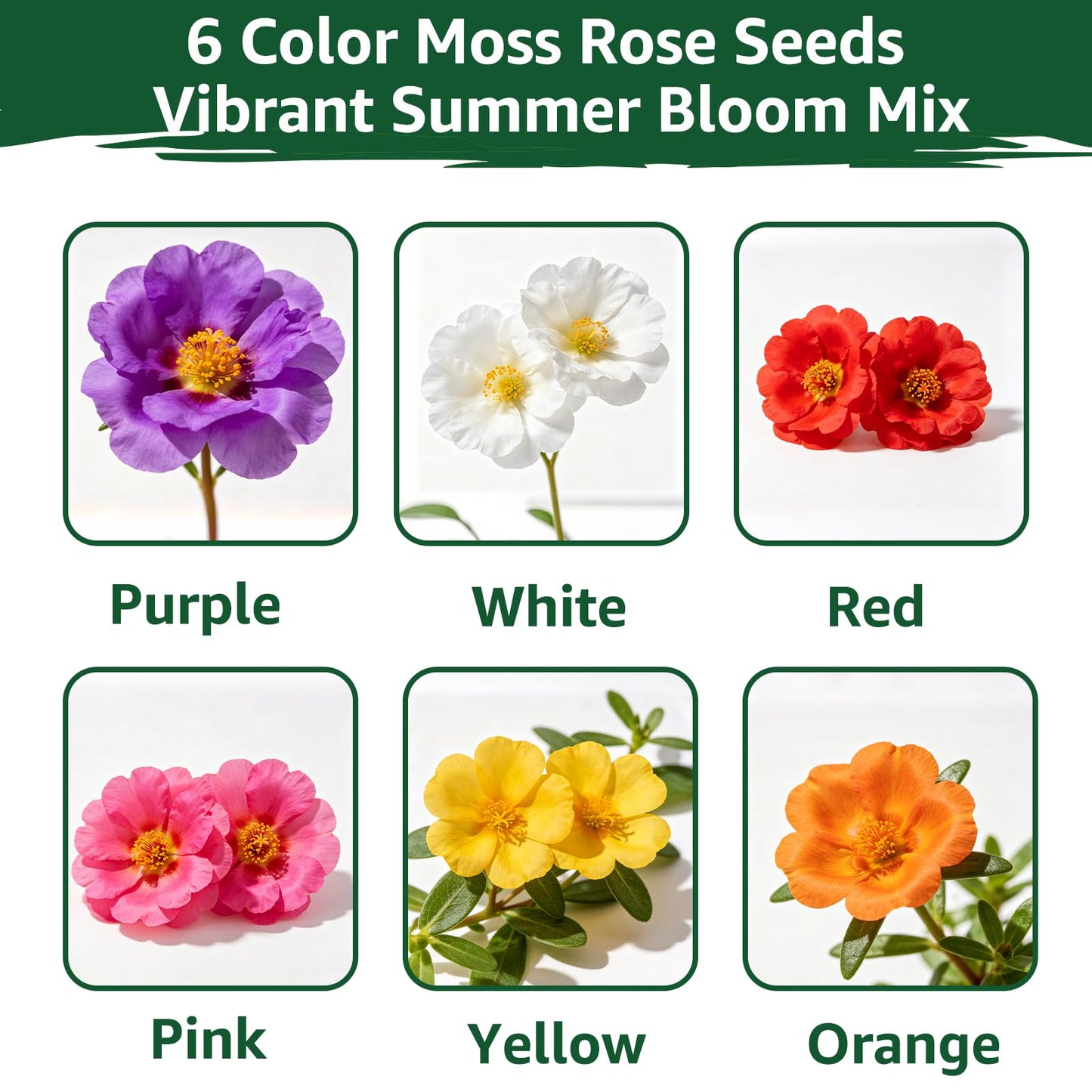 Foxglove Seeds Perennial – Mixed Colors, 200,000+ Seeds Bulk Pack for Easy-to-Grow Home Gardening, Tall Spire Blooms for Garden Borders, Attract Hummingbirds & Bees