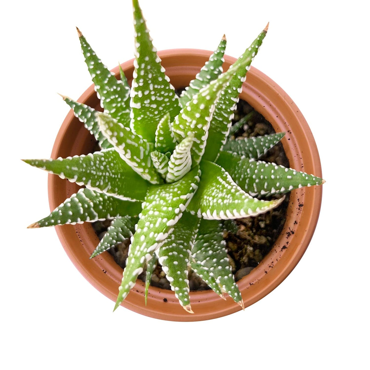 Othonna Capensis Ruby Necklace Live Succulent Plant (4-inch), Fully Rooted Trailing Houseplant for Hanging Baskets, Low Maintenance Home & Office Decor, Ideal Gift for Plant Lovers