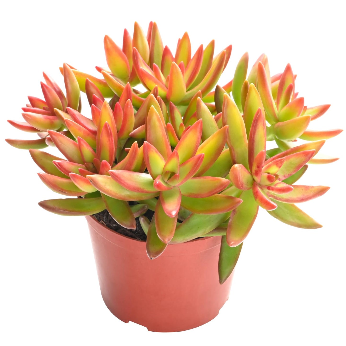 Othonna Capensis Ruby Necklace Live Succulent Plant (4-inch), Fully Rooted Trailing Houseplant for Hanging Baskets, Low Maintenance Home & Office Decor, Ideal Gift for Plant Lovers