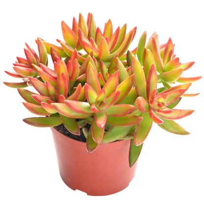Othonna Capensis Ruby Necklace Live Succulent Plant (4-inch), Fully Rooted Trailing Houseplant for Hanging Baskets, Low Maintenance Home & Office Decor, Ideal Gift for Plant Lovers