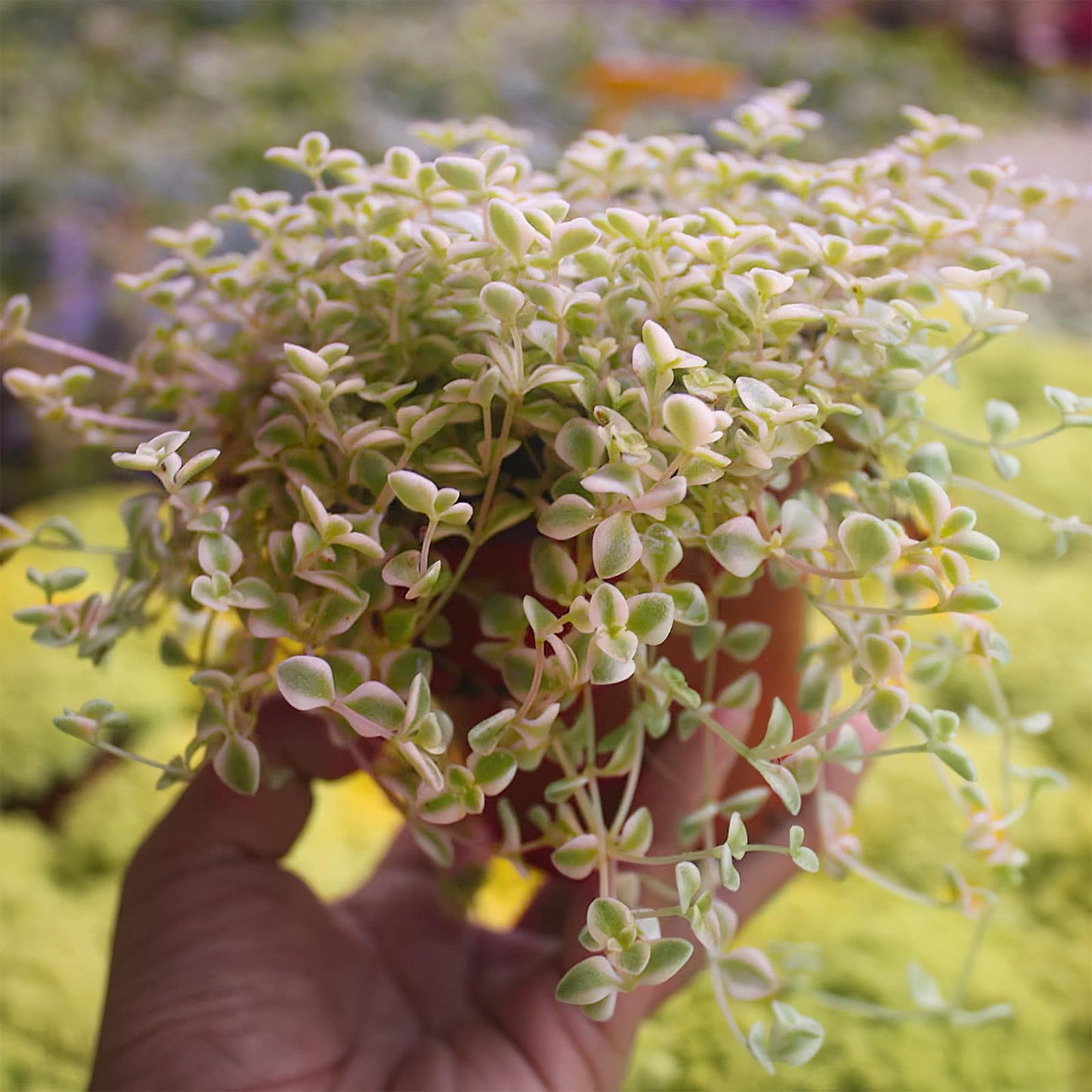 Sprout N Green 4'' Sedum lucidum Obesum, Live Succulent Fully Rooted in Pots with Soil Mix, Rare House Plant for Home Office Indoor Outdoor Wedding Decor, DIY Projects, Party Favor