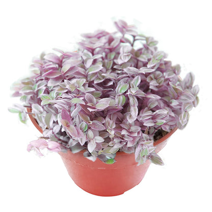 Sprout N Green 4'' Sedum lucidum Obesum, Live Succulent Fully Rooted in Pots with Soil Mix, Rare House Plant for Home Office Indoor Outdoor Wedding Decor, DIY Projects, Party Favor