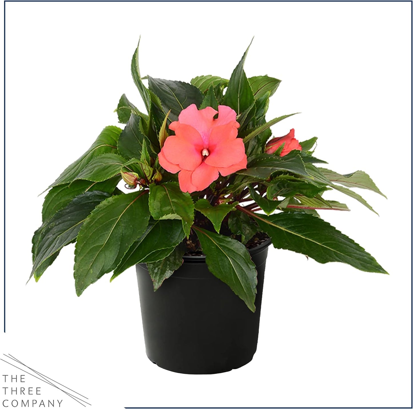 Live Flowering New Guinea Impatiens - Grower's Choice Assorted Colors (3 Plants Per Pack) - Beautiful Shade Flowers - 12" Tall by 5" Wide in 1 Qt Pot