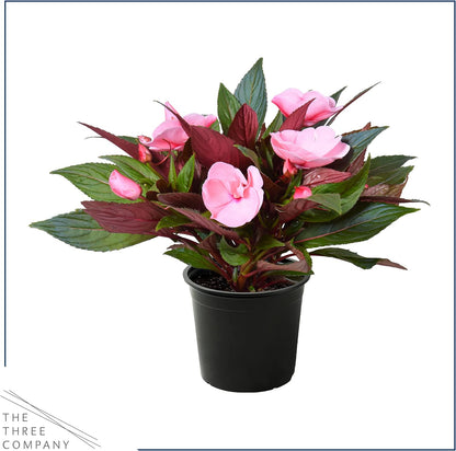 Live Flowering New Guinea Impatiens - Grower's Choice Assorted Colors (3 Plants Per Pack) - Beautiful Shade Flowers - 12" Tall by 5" Wide in 1 Qt Pot
