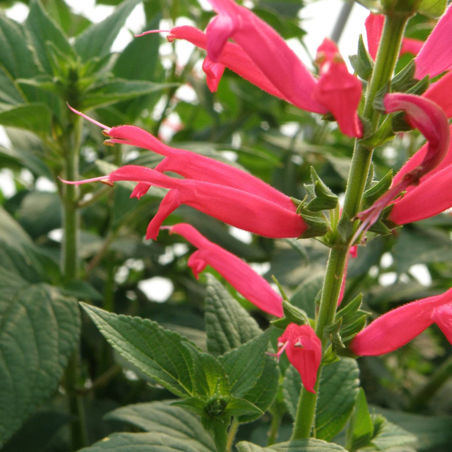 Bonnie Plants Pineapple Sage - 4 Pack Live Plants, Perennial In Zones 8 - 10, 3 - 4 Ft Tall Plants, Garnish, Teas & Flower Arrangements