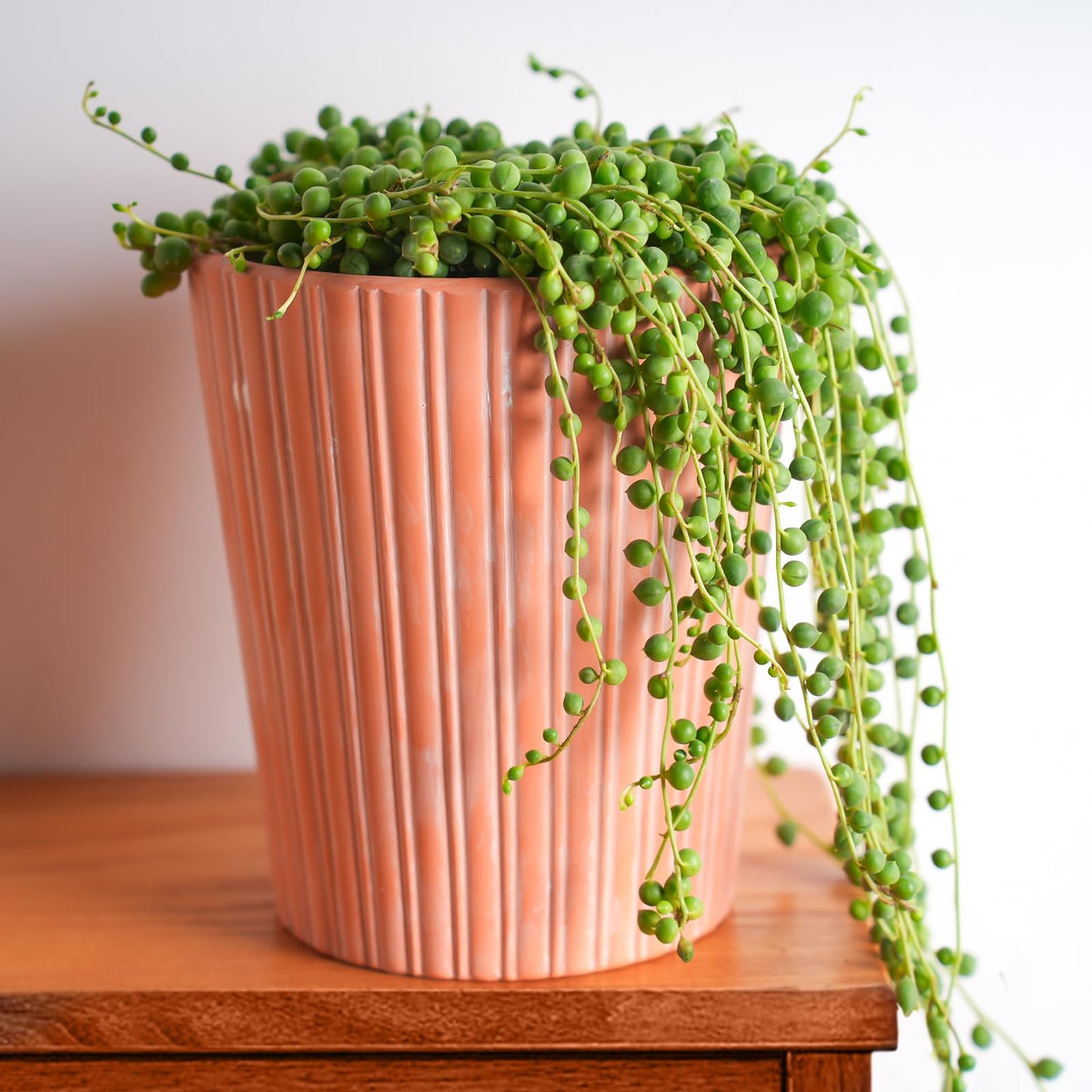 Sprout N Green 4'' Sedum lucidum Obesum, Live Succulent Fully Rooted in Pots with Soil Mix, Rare House Plant for Home Office Indoor Outdoor Wedding Decor, DIY Projects, Party Favor