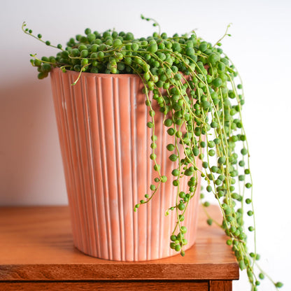 Sprout N Green 4'' Sedum lucidum Obesum, Live Succulent Fully Rooted in Pots with Soil Mix, Rare House Plant for Home Office Indoor Outdoor Wedding Decor, DIY Projects, Party Favor