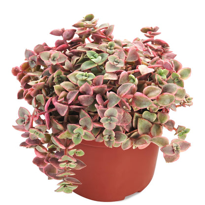 Othonna Capensis Ruby Necklace Live Succulent Plant (4-inch), Fully Rooted Trailing Houseplant for Hanging Baskets, Low Maintenance Home & Office Decor, Ideal Gift for Plant Lovers