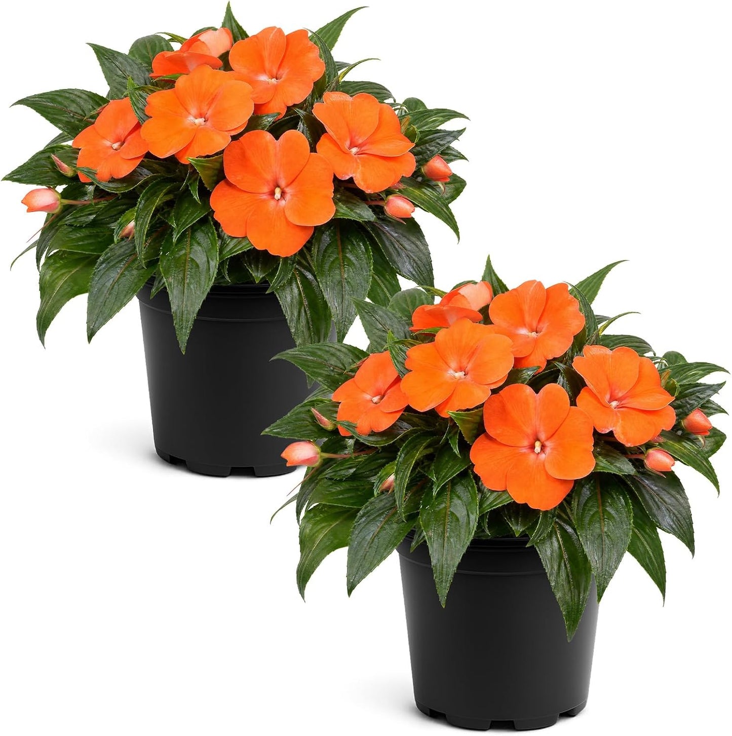 Live Flowering New Guinea Impatiens - Grower's Choice Assorted Colors (3 Plants Per Pack) - Beautiful Shade Flowers - 12" Tall by 5" Wide in 1 Qt Pot